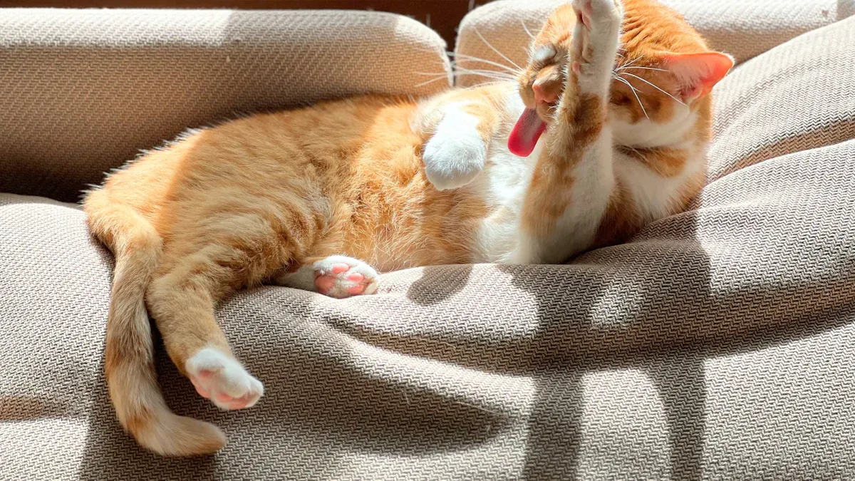 Why Do Cats Knead? Emotional Significance