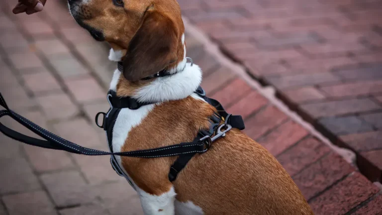 Dog Leash Types: What Suits Different Dogs