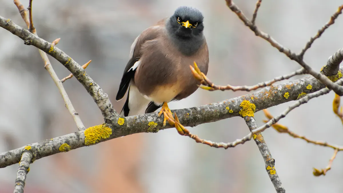 Observing Bird Behavior Changes