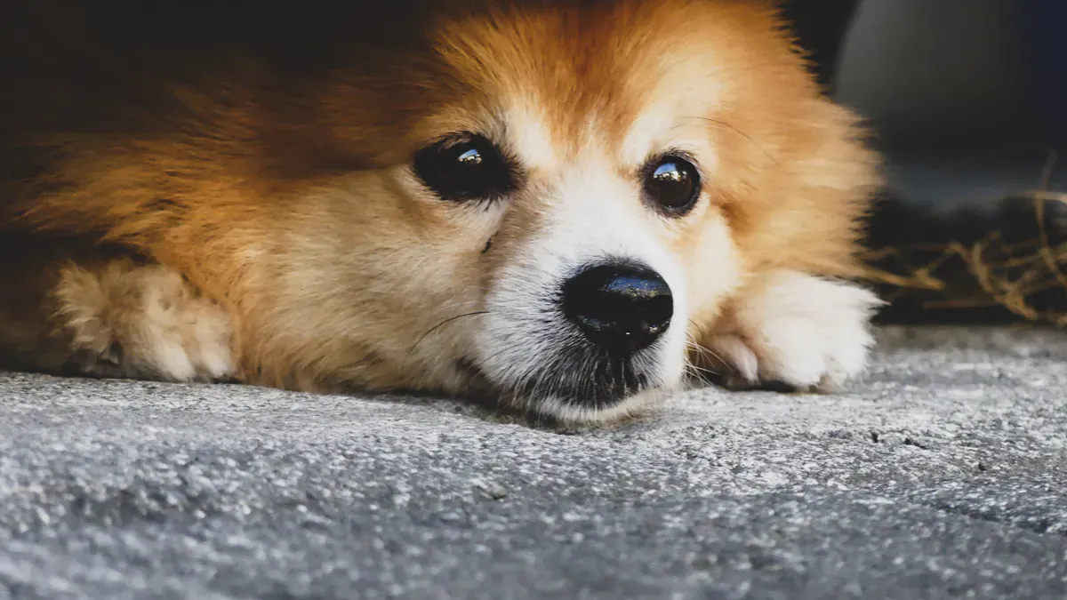 Signs of Separation Anxiety