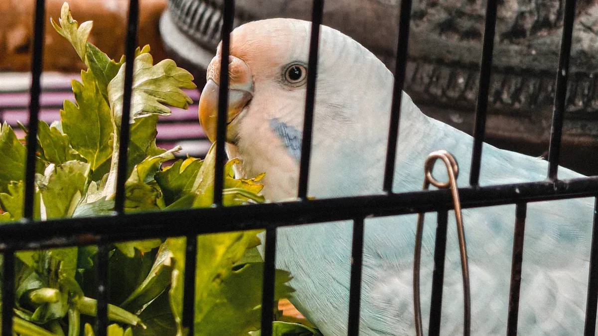 Bird Cage Setup: Safety Features