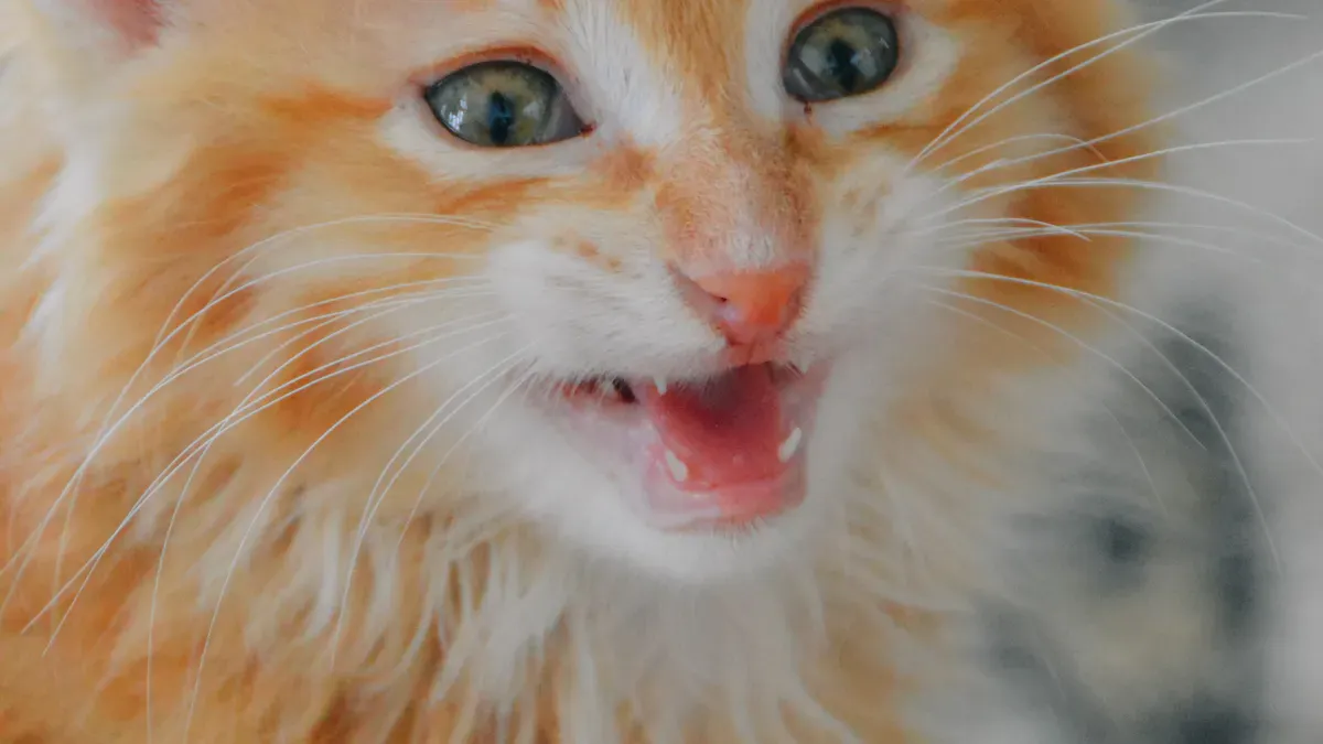 Other Cat Vocalizations