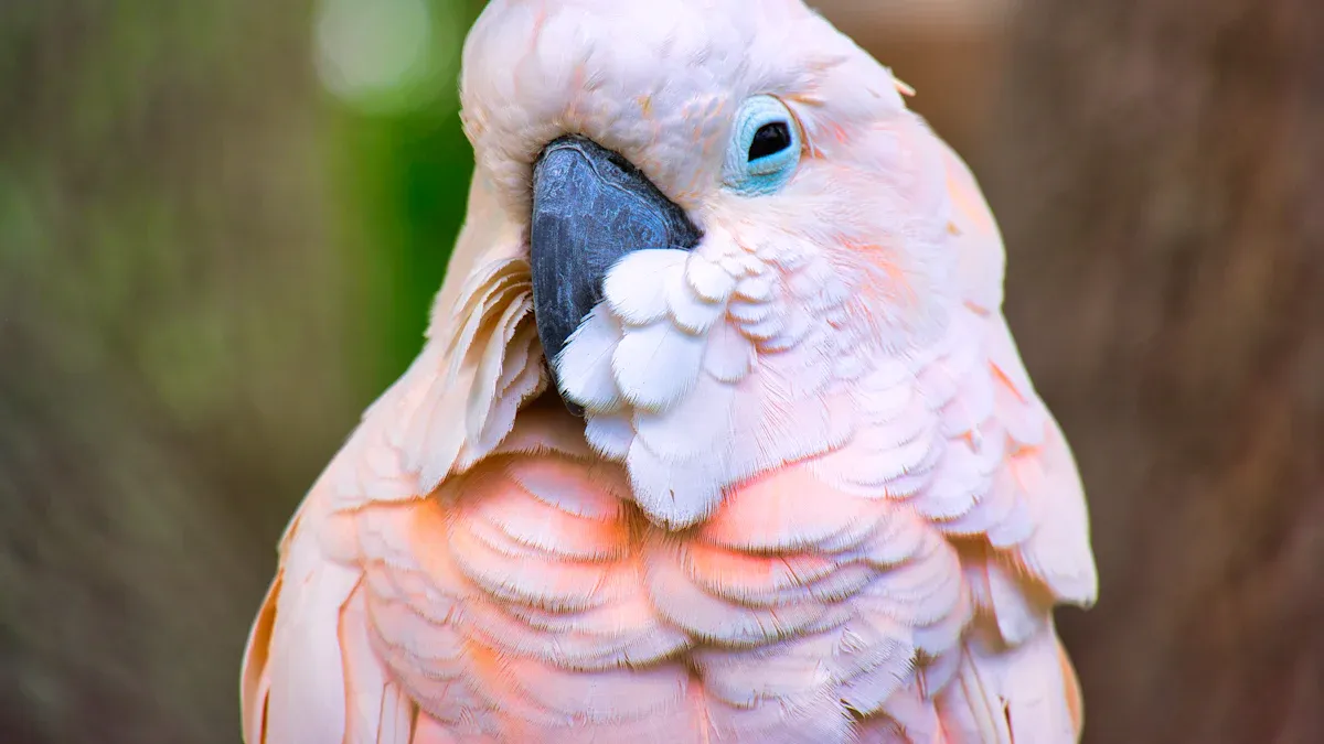 Symptoms of Beak Issues