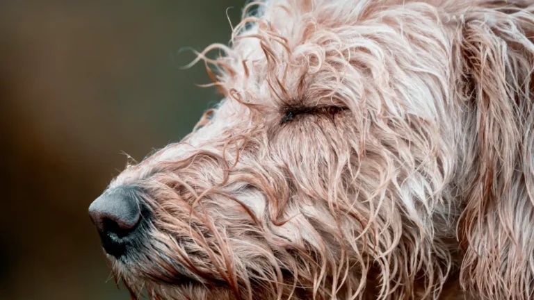 Dog Shedding Causes: Why Hair Loss Happens