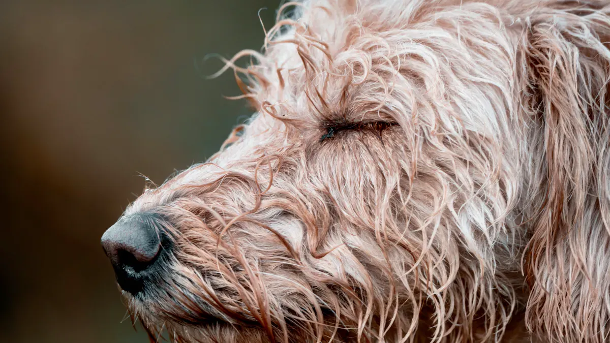 Dog Shedding Causes: Why Hair Loss Happens