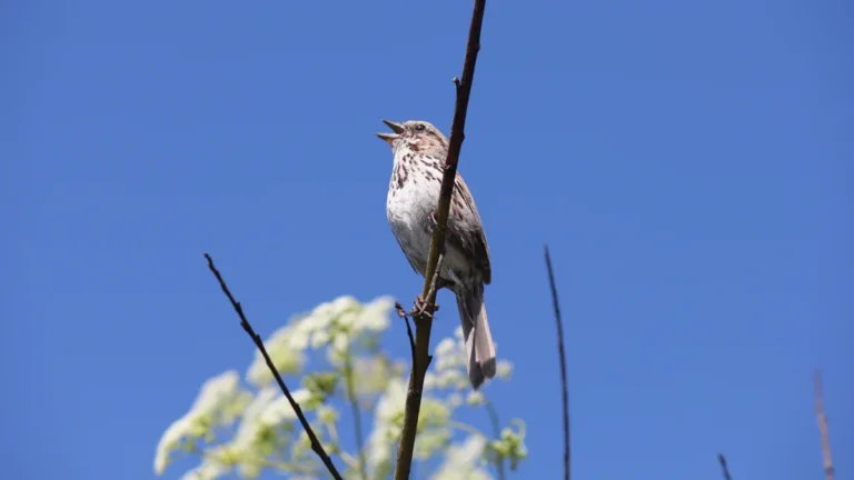 Why Do Birds Sing: What Each Sound Means