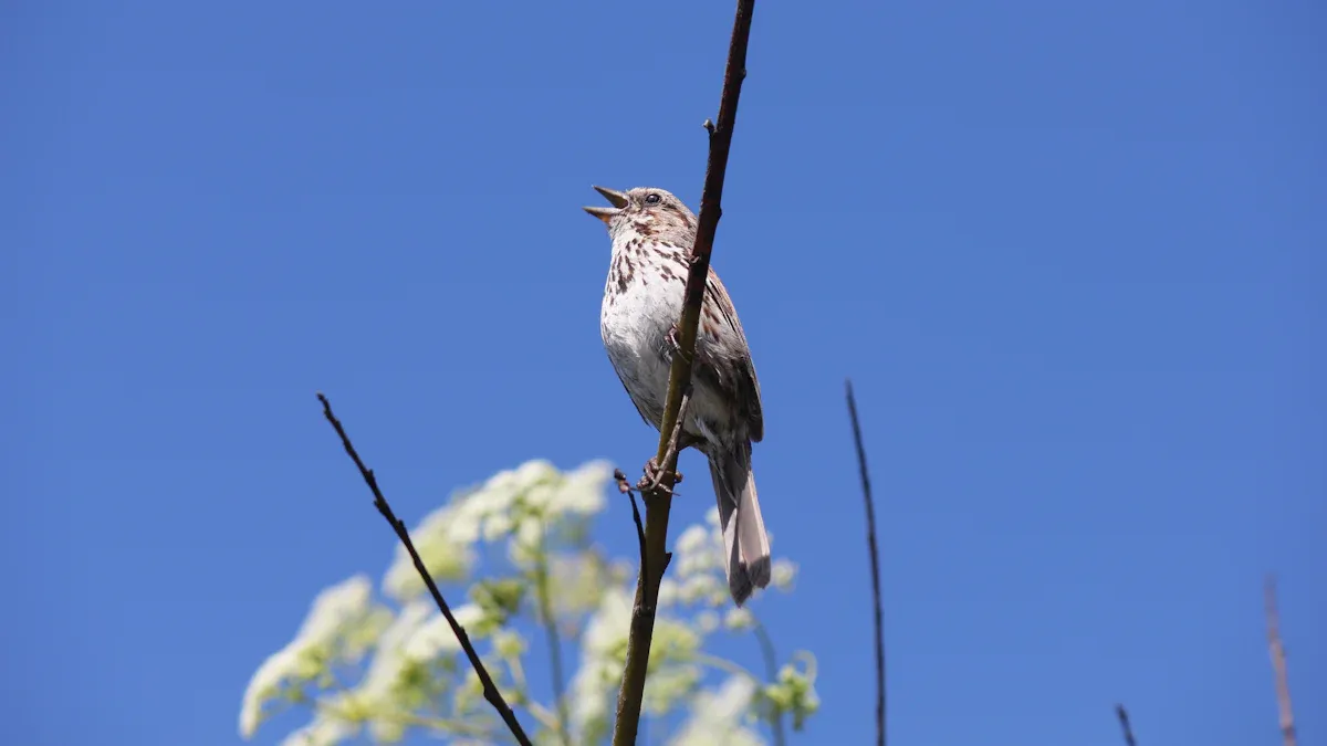 Why Do Birds Sing: What Each Sound Means