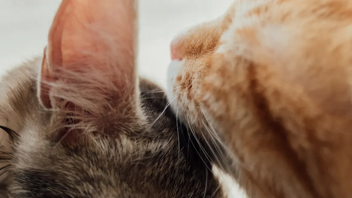 Healing Benefits of Purring