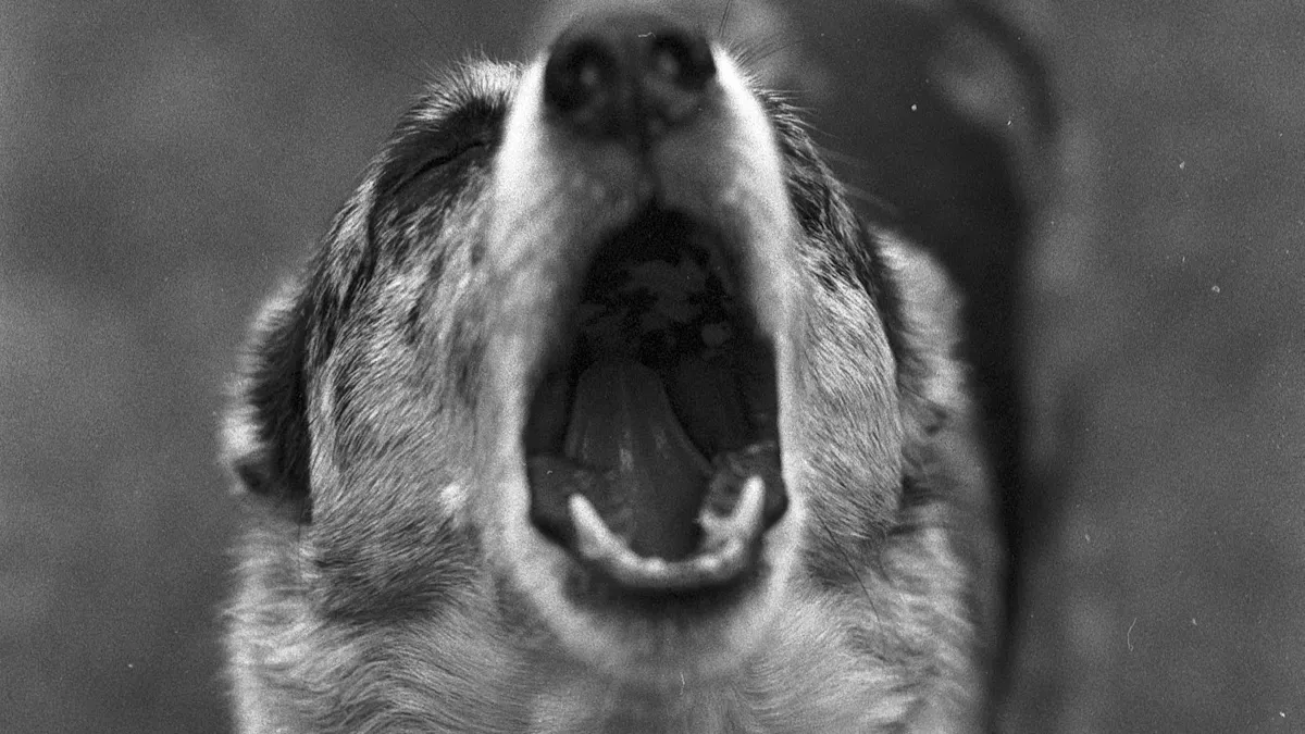 Different Types of Dog Barks