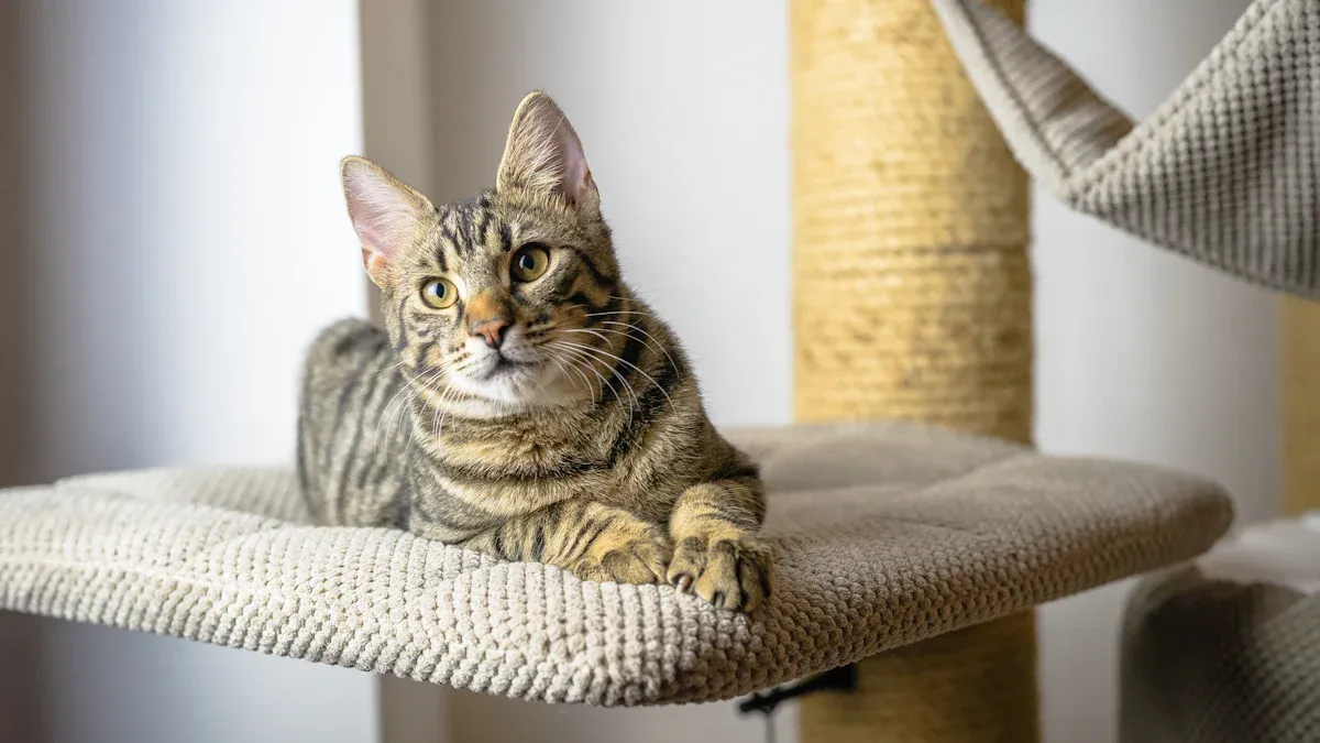 Using Cat Scratching Posts