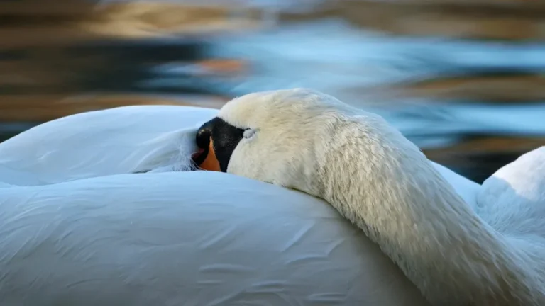 Bird Sleeping Patterns: Why Birds Sleep Early