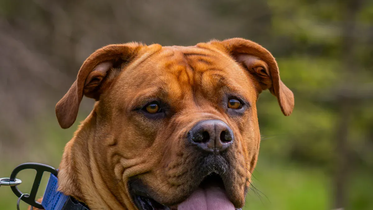 Excessive Panting: Signs and Causes