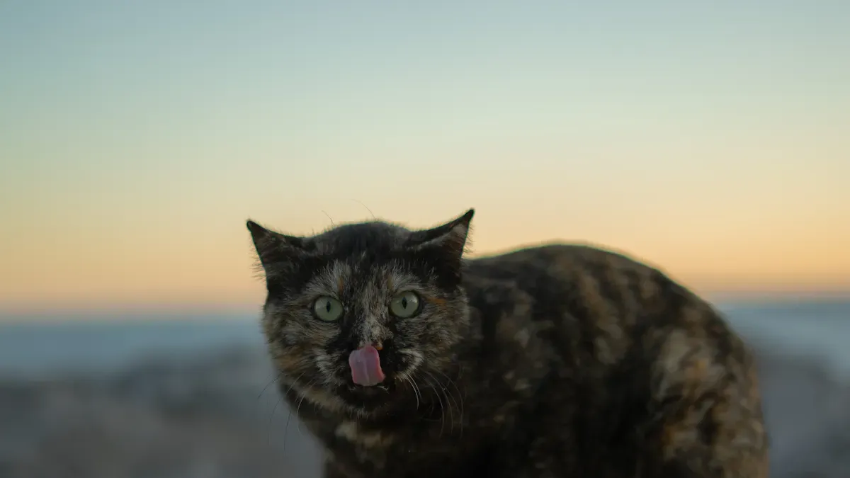 Causes of Cat Not Eating