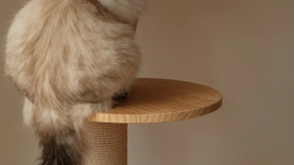 Cat Scratching Posts: Why Cats Need Them