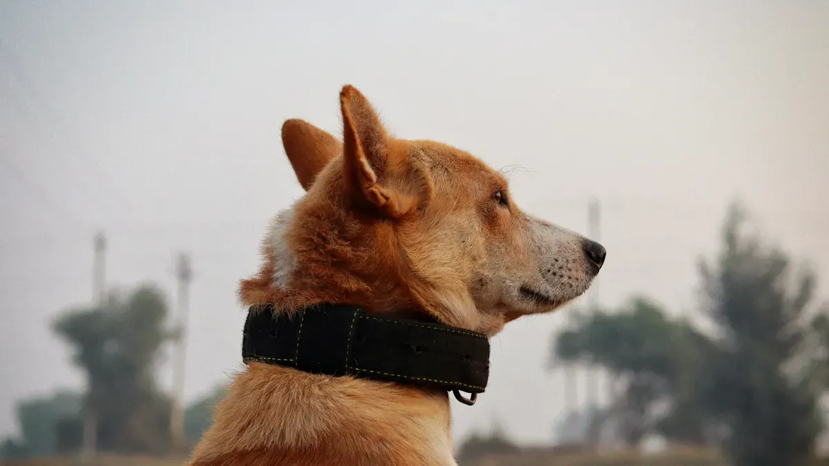 Dog Collar Types Overview