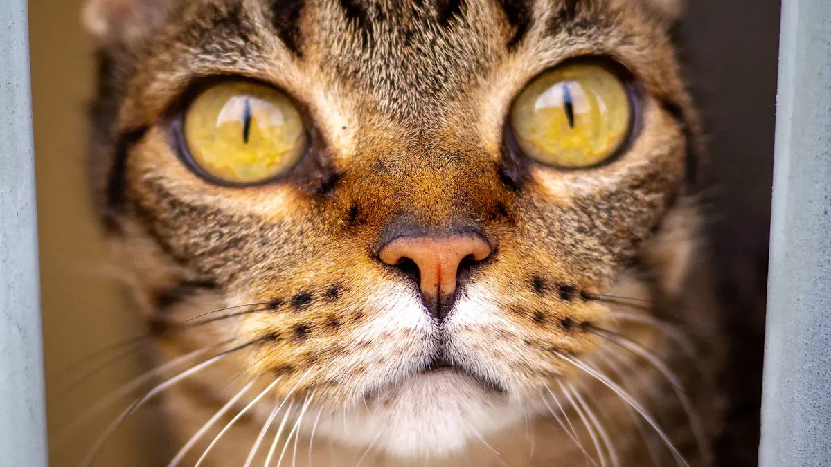 Cat Eye Discharge Types