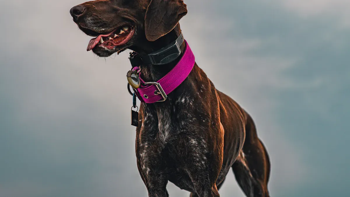 Dog Collar Types: How Each Option Affects Comfort
