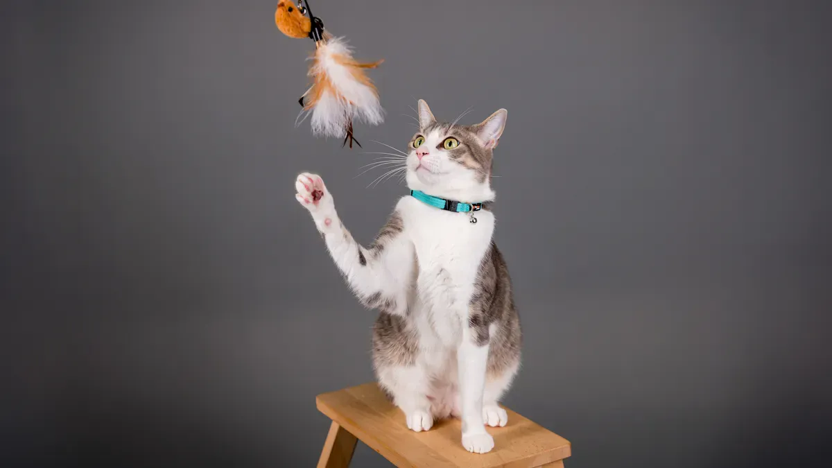 Indoor Cat Exercise: Playtime Ideas